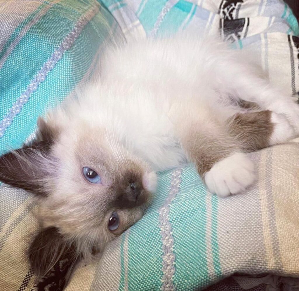 ragdoll kitten for sale