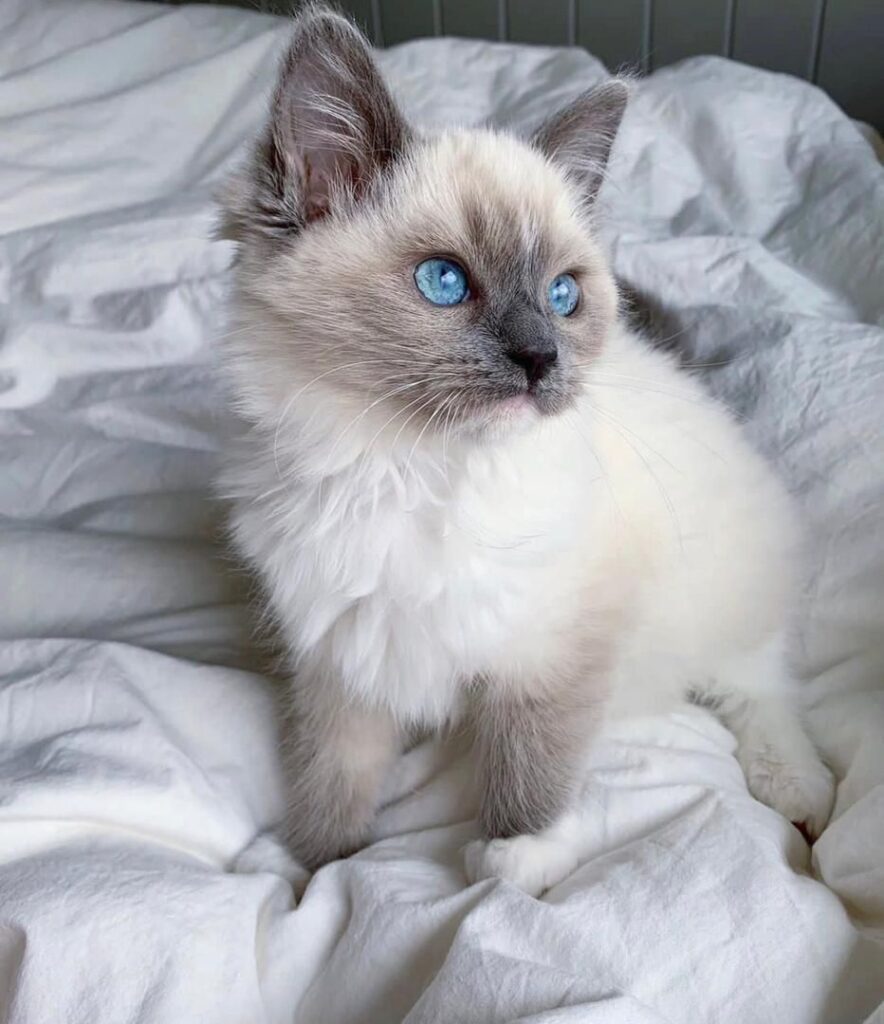 Purebred Ragdoll Kittens