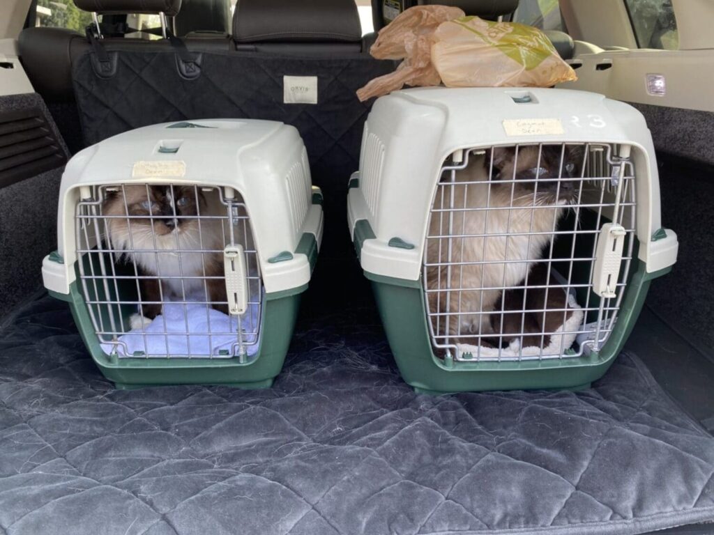 ragdoll kittens to new homes