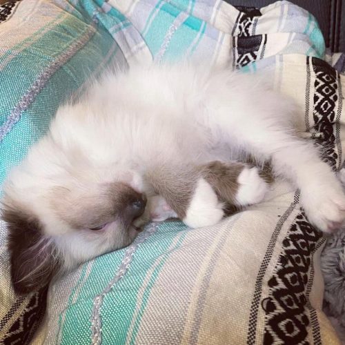 ragdoll cat for sale