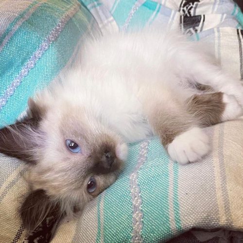 ragdoll kitten for sale