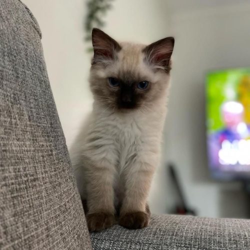 buy Ragdoll kitten