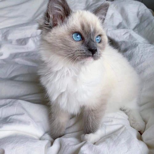 Purebred Ragdoll Kittens